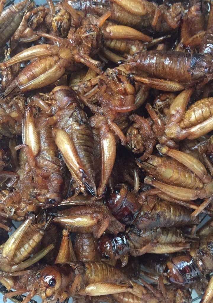 Made In Mandalay ထူးရှယ်ပုရစ်ကြော် - Fried Cricket